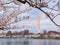 Overcast view of the Washington Monument with cherry blossom