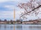 Overcast view of the Washington Monument with cherry blossom