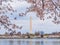 Overcast view of the Washington Monument with cherry blossom