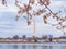 Overcast view of the Washington Monument with cherry blossom