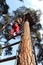 Overcoming obstacles. Little girl climbing on a rope in adventure park