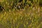 Overeblown fireweed flowers - Erechtites hieraciifolius
