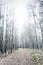 Overexposed bare pine forest giving mysterious landscape