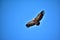 Overflight of a griffon vulture, wings wide open. Flying freely