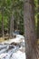 Overflowing creek bed in Glacier National Park