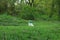 Overflowing green garbage bin in park