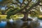 An Overflowing River Engulfs an Ancient Oak Tree: Water Swirling Around Its Trunk, Branches Partially Submerged