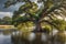 An Overflowing River Engulfs an Ancient Oak Tree: Water Swirling Around Its Trunk, Branches Partially Submerged