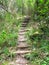 Overgrowing hiking steps in indigenous forest, South Africa