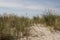 Overgrown Baltic Sea sand dune with plants