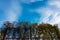 Overgrown baseball backstop and blue sky and clouds