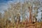 overgrown birch trees at austrian Donau river beach wild nature reserve area