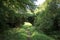 Overgrown bridge set in the woods