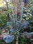 Overgrown broccoli garden