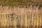 Overgrown bulrush plants on the water shore. Dry bulrushes background. Cattail plant