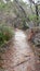 Overgrown Bush Walking Track on Beecroft Peninsula