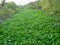 Overgrown canal - Vinh Long Island