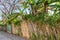 Overgrown cane fence, Central America