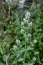 Overgrown catmint plant in full bloom, outside on a sunny day