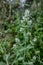 Overgrown catmint plant in full bloom, outside on a sunny day