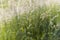 Overgrown Cereal Wheat Grass In Sunlight