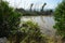 Overgrown coast of the Atlantic Ocean. Cayo Santa Maria.  Cuba.