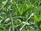 Overgrown corn. Corn stalks in the home garden