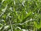 Overgrown corn. Corn stalks in the home garden