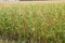 Overgrown corn on a farm field