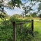 Overgrown country fence