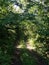 an overgrown dirt field road to the forest