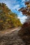 Overgrown dirt road in the coastal forest in autumn on the banks of the Dniester Estuary