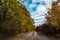 Overgrown dirt road in the coastal forest in autumn on the banks of the Dniester Estuary