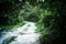 Overgrown dirt road in jungle