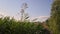 Overgrown dirt road tranquil landscape with high bulrush thicket and clear sky