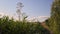 Overgrown dirt road tranquil landscape with high bulrush thicket and clear sky