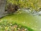 Overgrown duckweed lake in autumn. Overgrown lake, along the banks of which bushes and trees grow