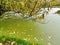 Overgrown duckweed lake in autumn. Overgrown lake, along the banks of which bushes and trees grow