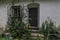 overgrown entrance in an uninhabited house in the forest