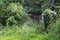 An overgrown farm gateway in County Down Ireland