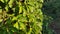 Overgrown fence covered by climbing plant variety of wild grape leaves. Fresh green luxuriant  foliage background. Summer garden