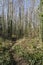 Overgrown footpath through a forest of bare trees in the spring sunshine