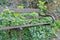 Overgrown forest bench