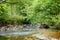 Overgrown forest stream in Scotland UK