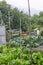 Overgrown garden to the abandoned house. People use bulky waste to separate the garden compartments