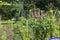 Overgrown garden to the abandoned house. People use bulky waste to separate the garden compartments