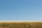 Overgrown Grass Against Clear Blue Sky