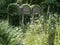 Overgrown grave stone in a cemetery