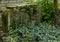 Overgrown grave with a tombstone in the cemetery