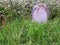 Overgrown gravestone